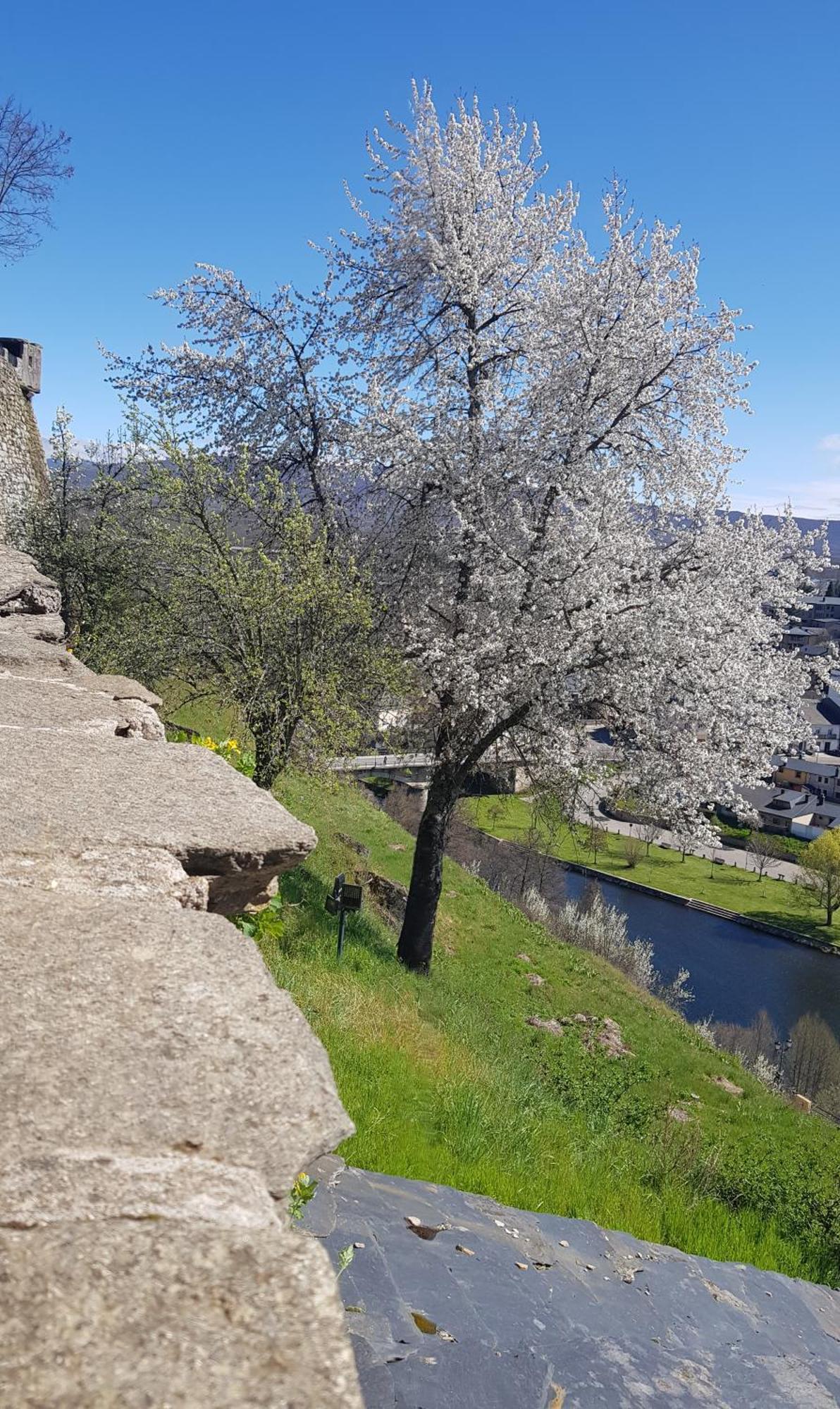 La Artesonada Casa Con Finca Villa Puebla de Sanabria Esterno foto